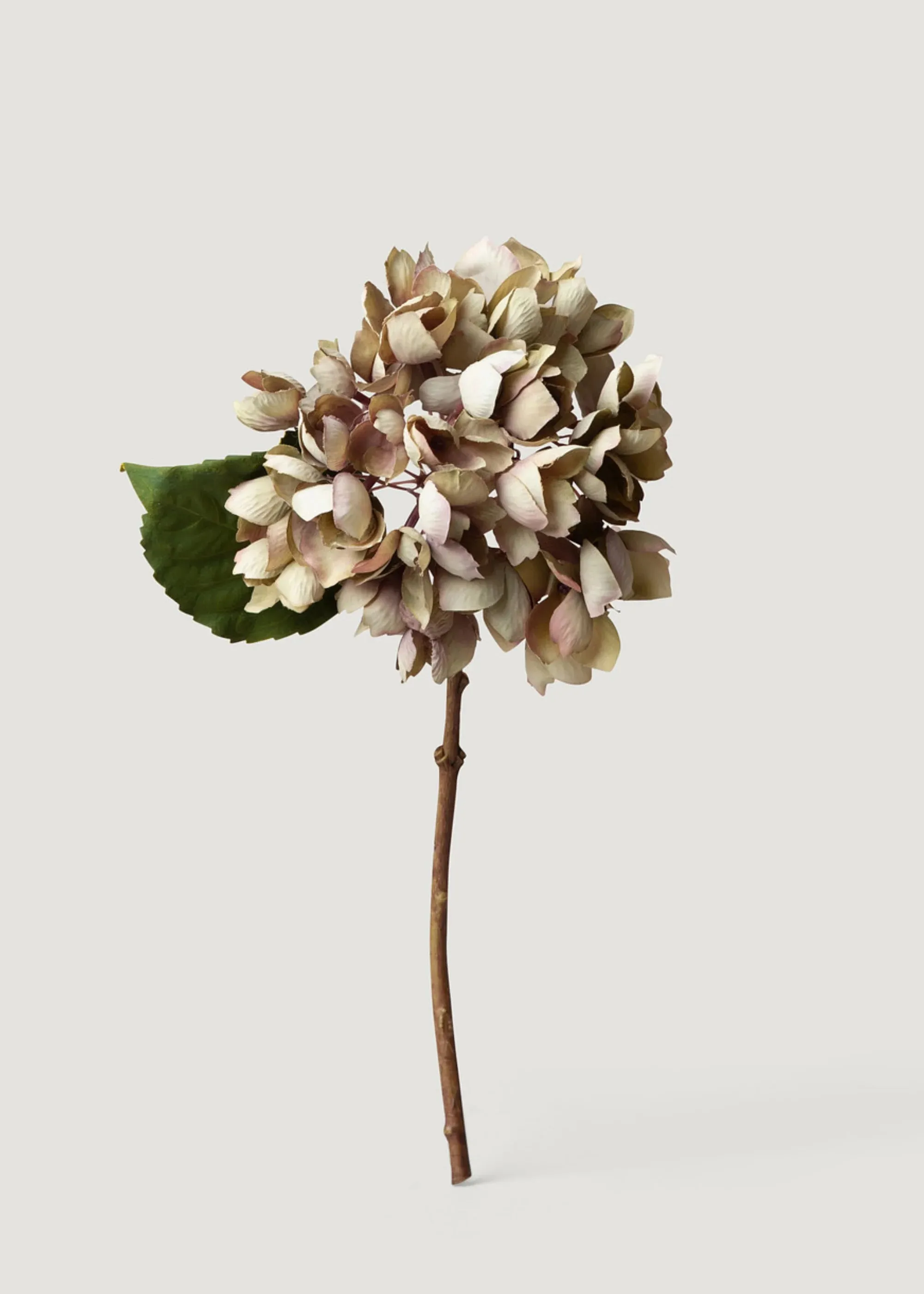 乾燥した外観偽のアジサイの花