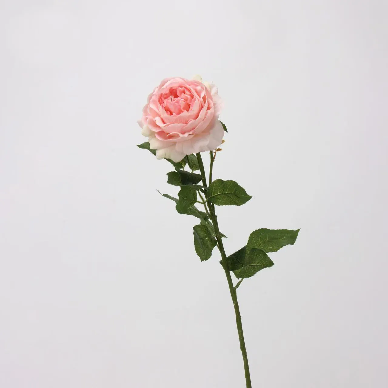 Dew Lotus Rose