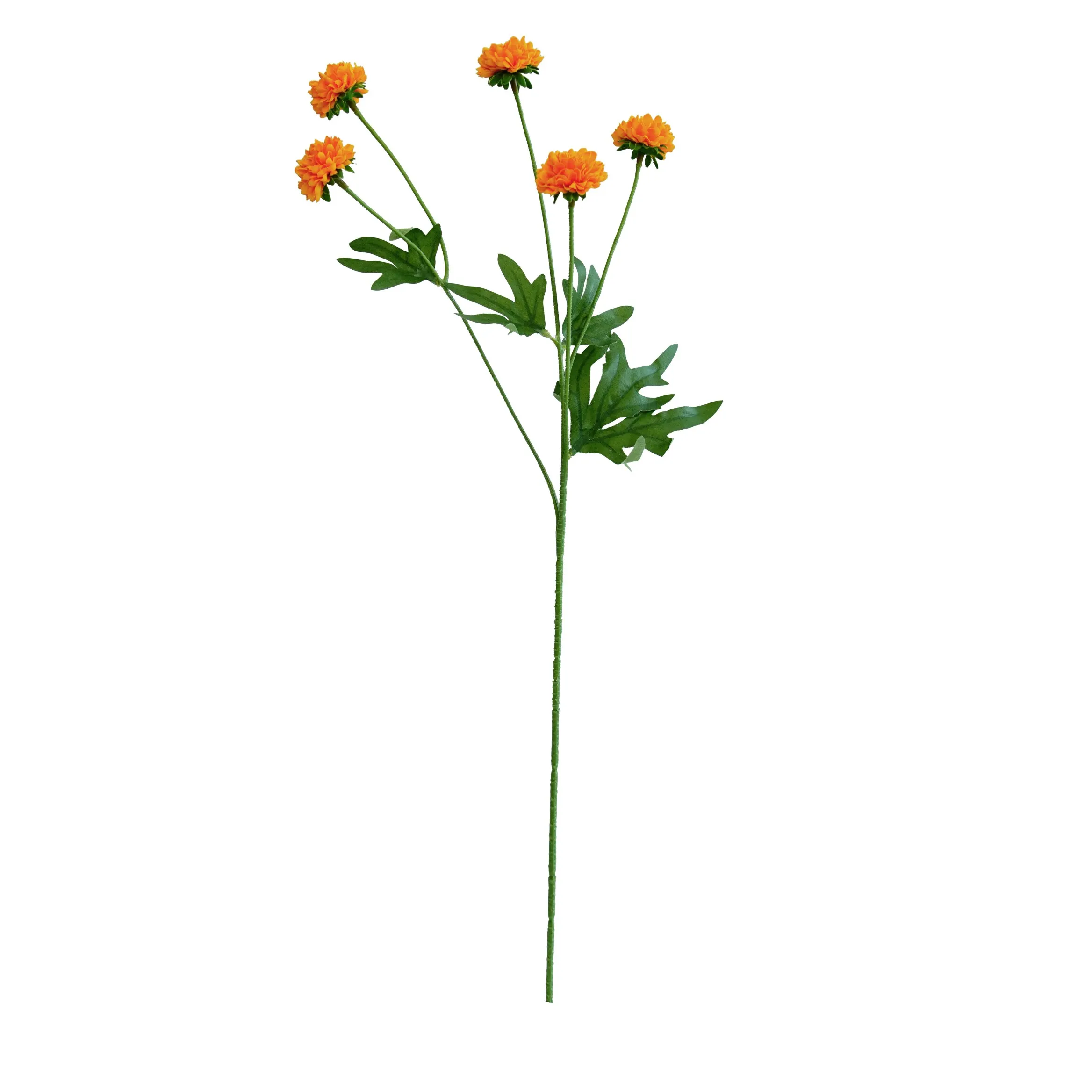 単一の菊