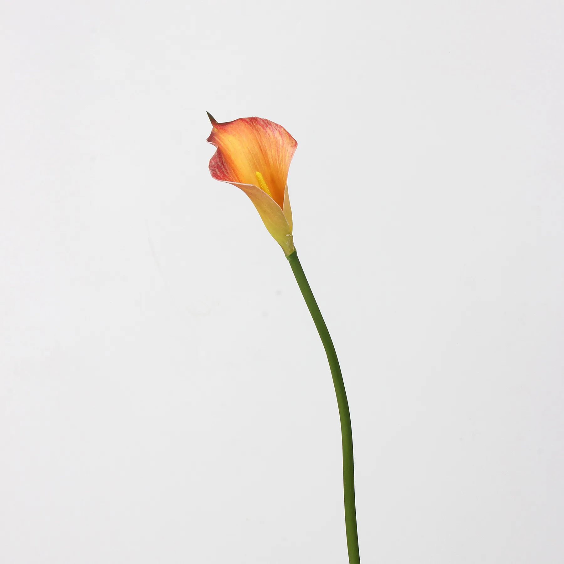 カラリリー