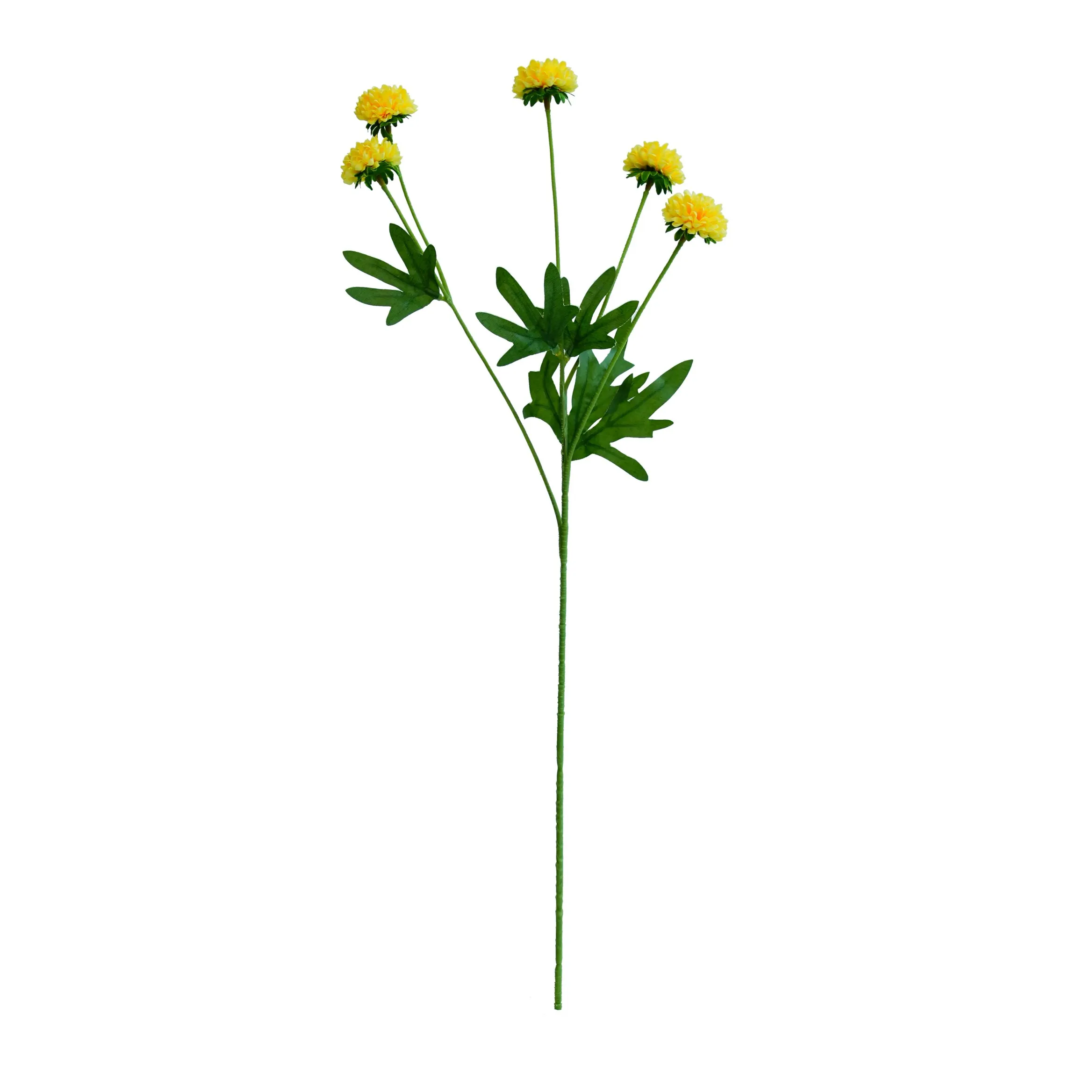 単一の菊