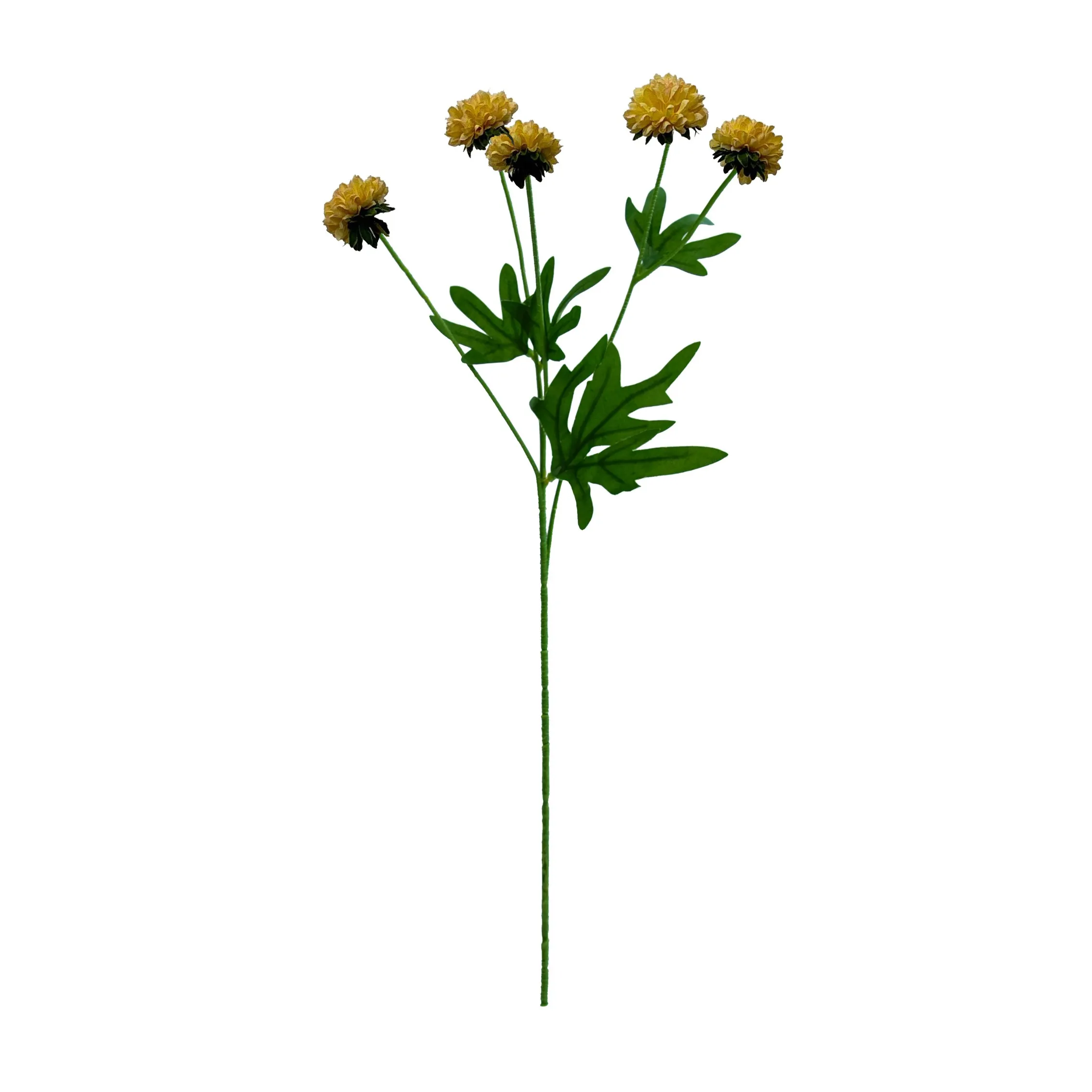 単一の菊