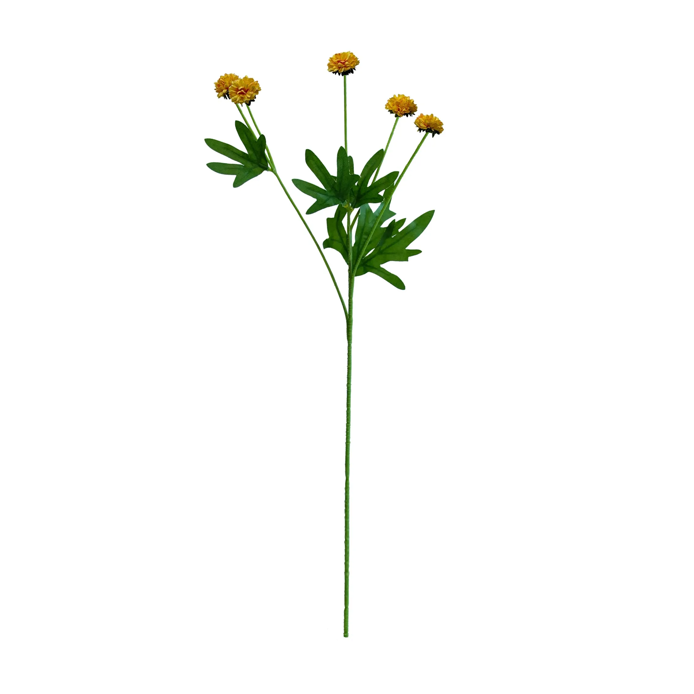 単一の菊