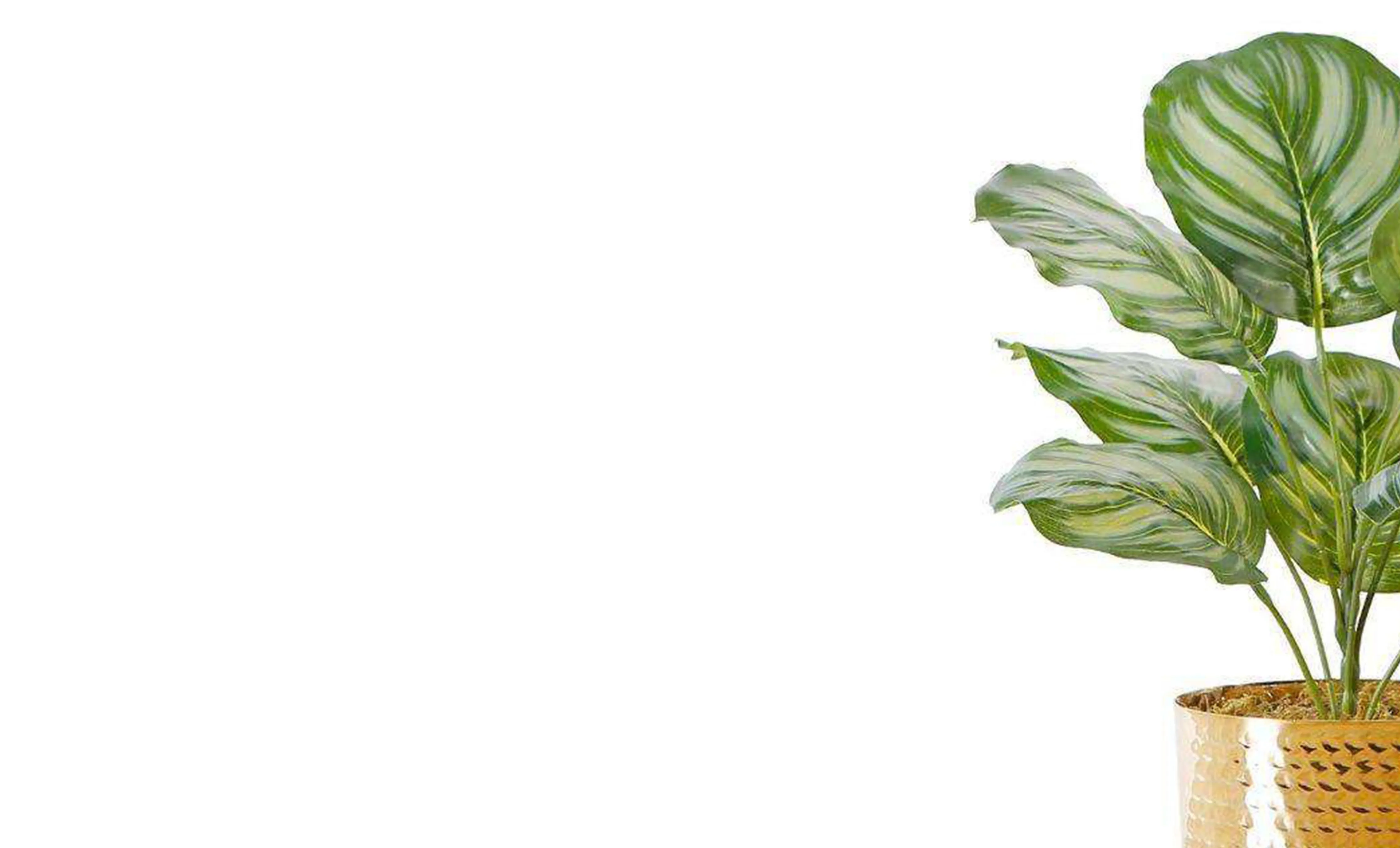 人工緑の植物