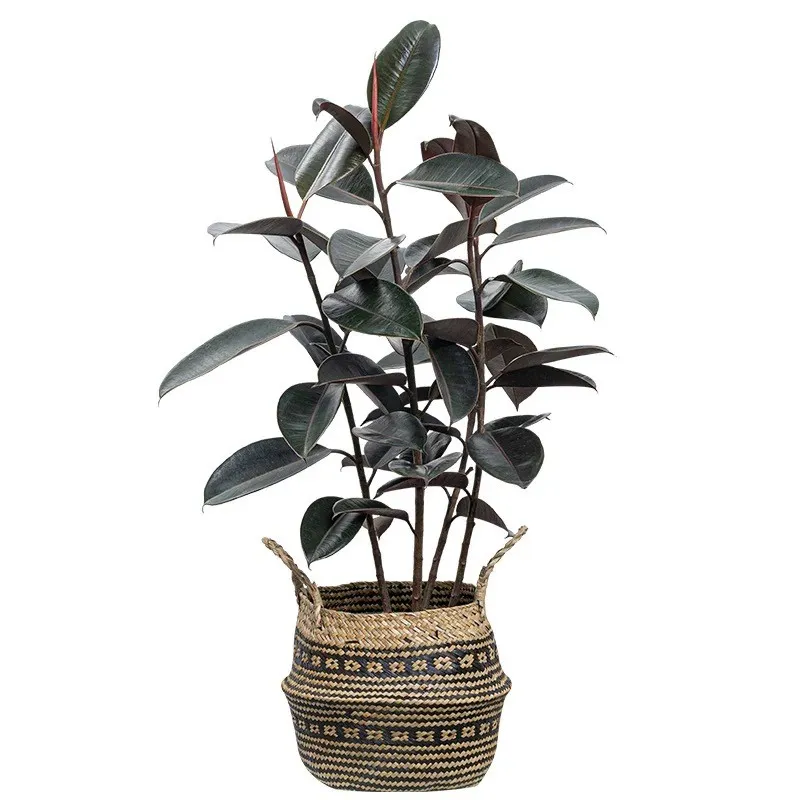 人工ゴムポット植物