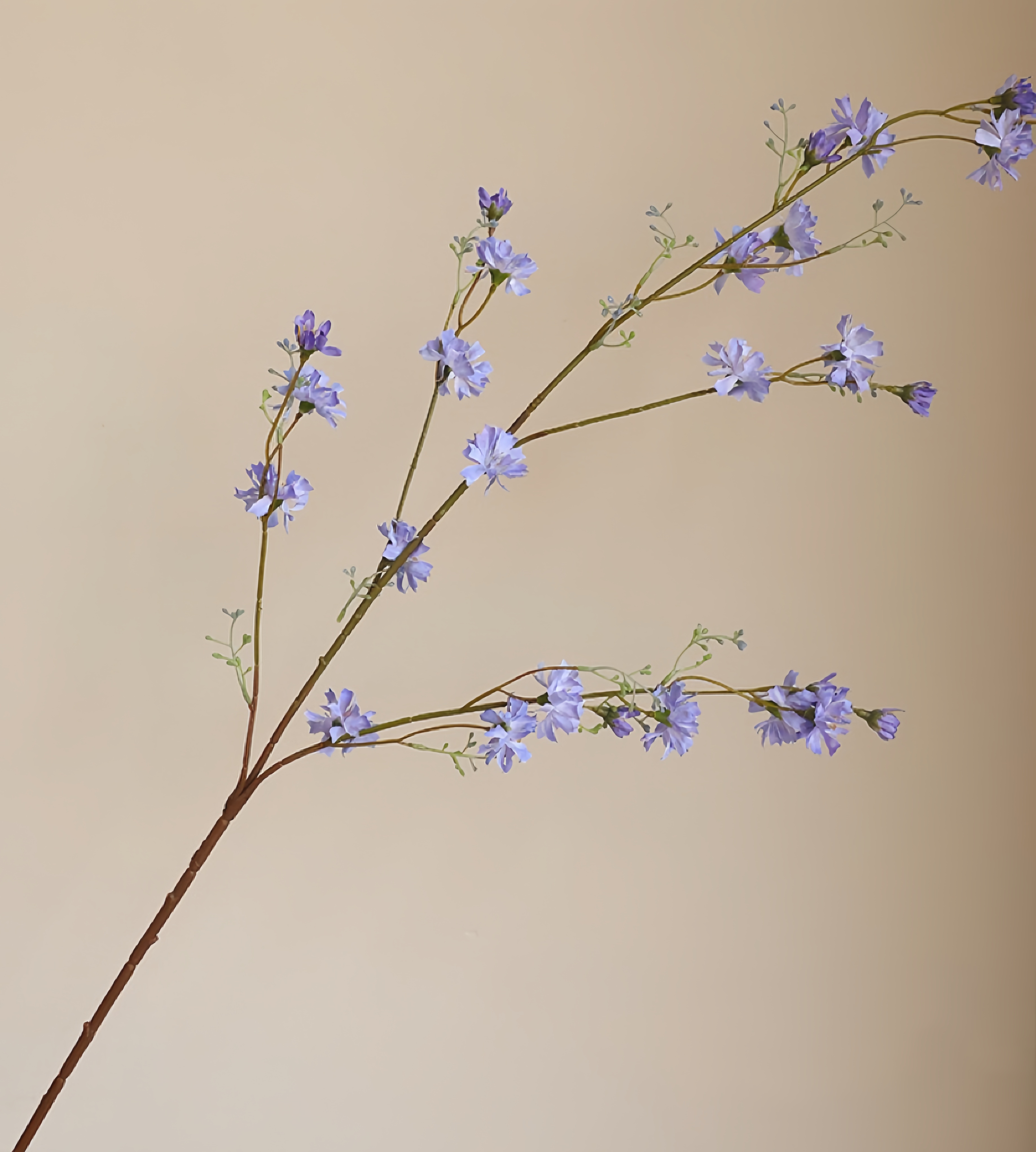 人工柳chrysanthemum支部