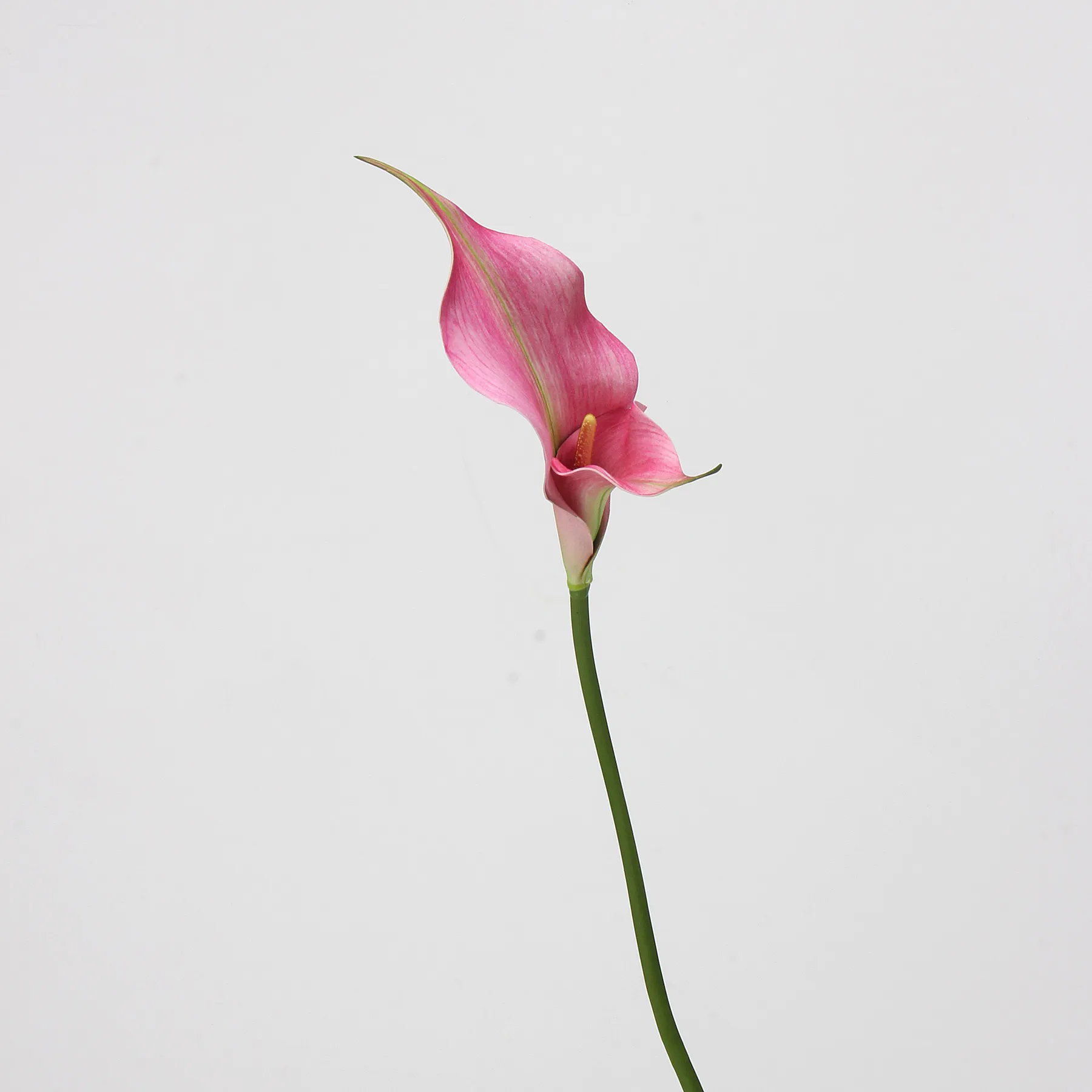 カラリリー