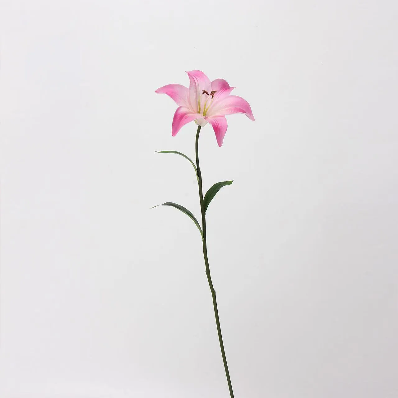 恋人リリー
