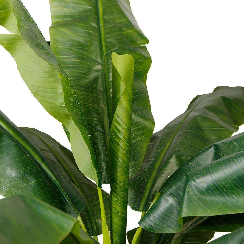 琥珀色のバナナの木の鉢植え植物