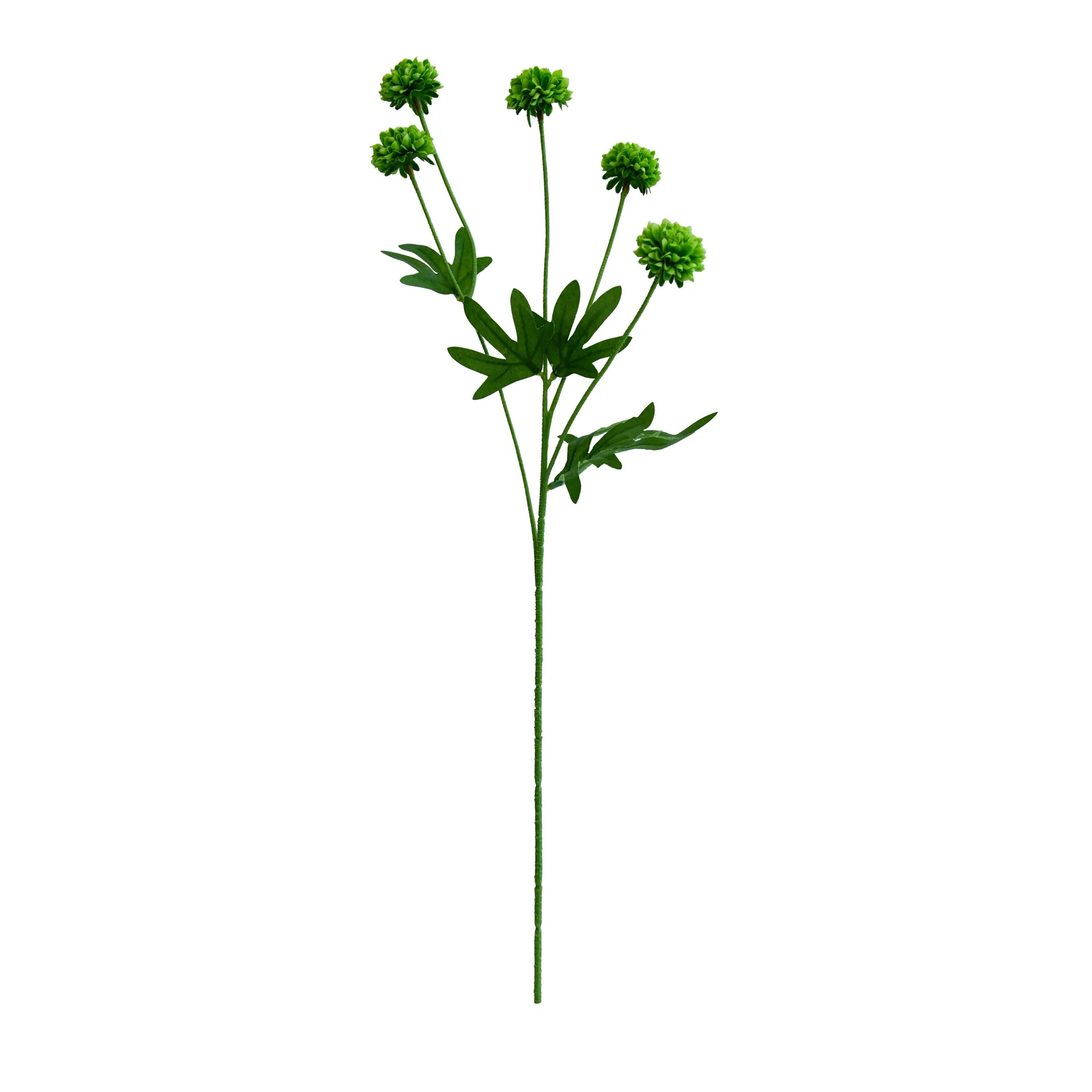 単一の菊