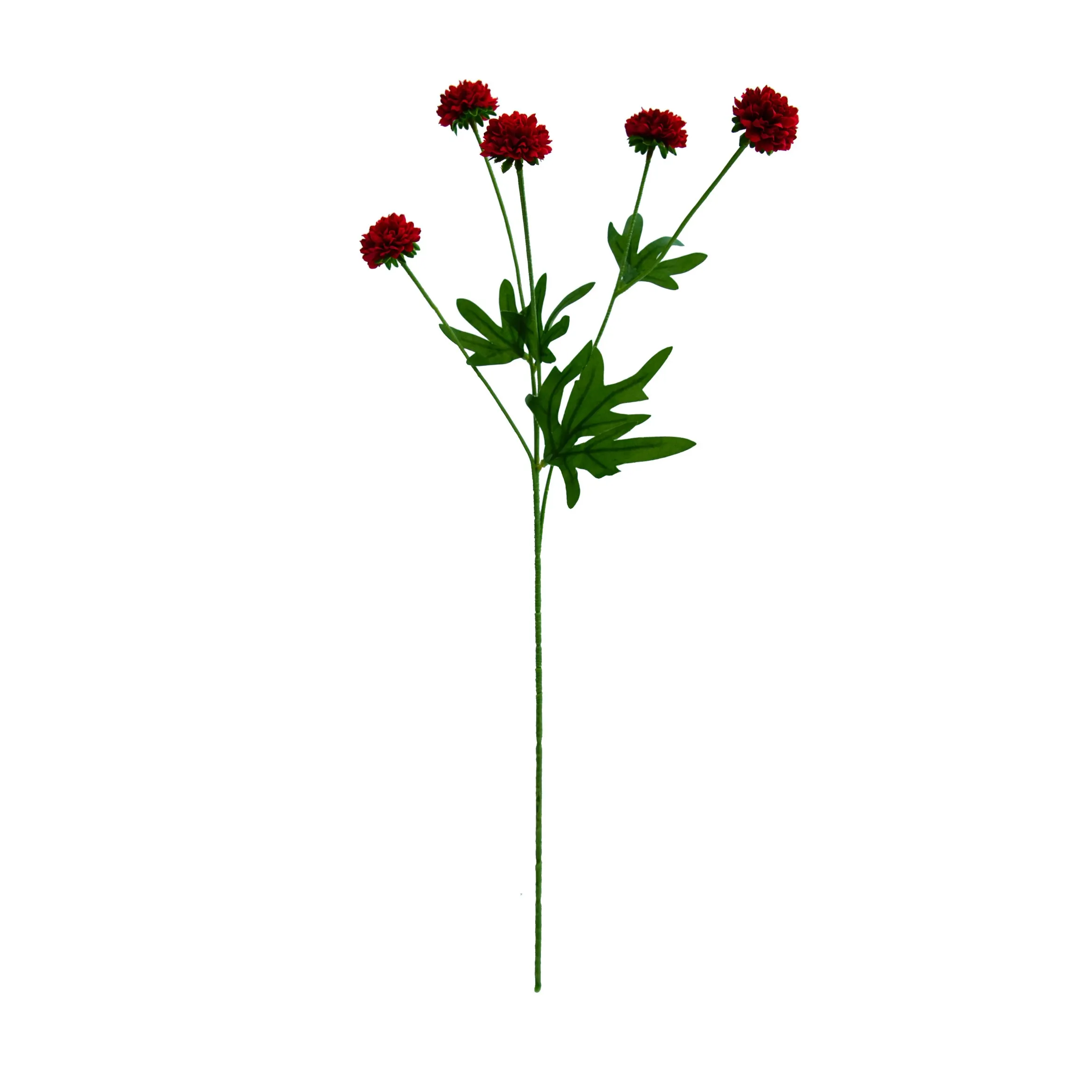 単一の菊