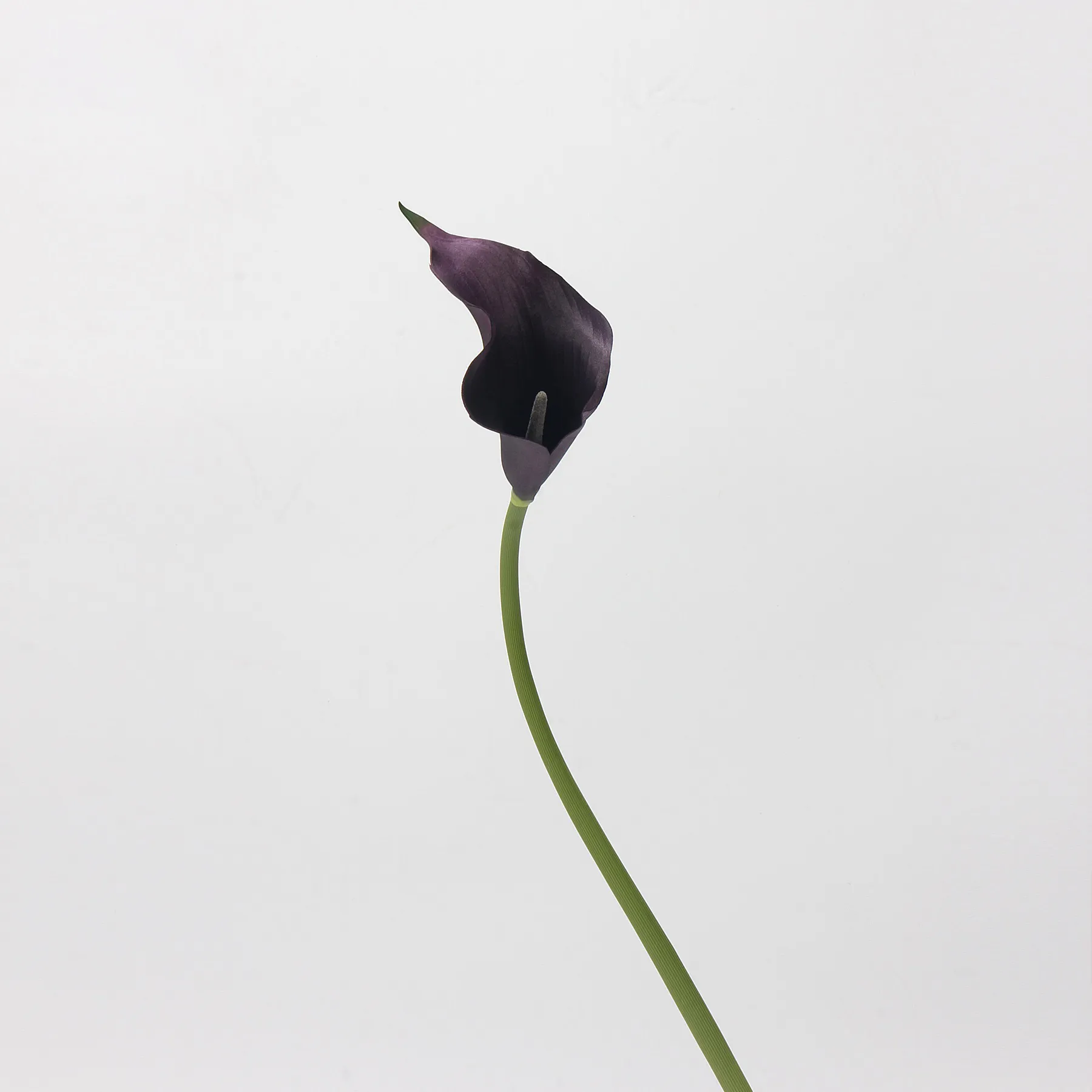 カラリリー