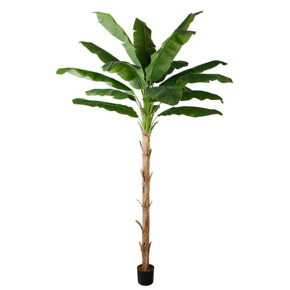 琥珀色のバナナの木の鉢植え植物