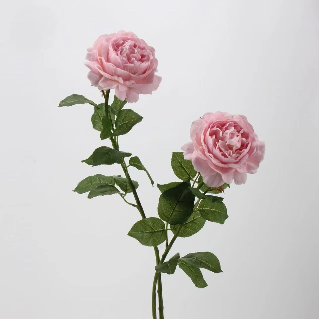 Dew Lotus Rose