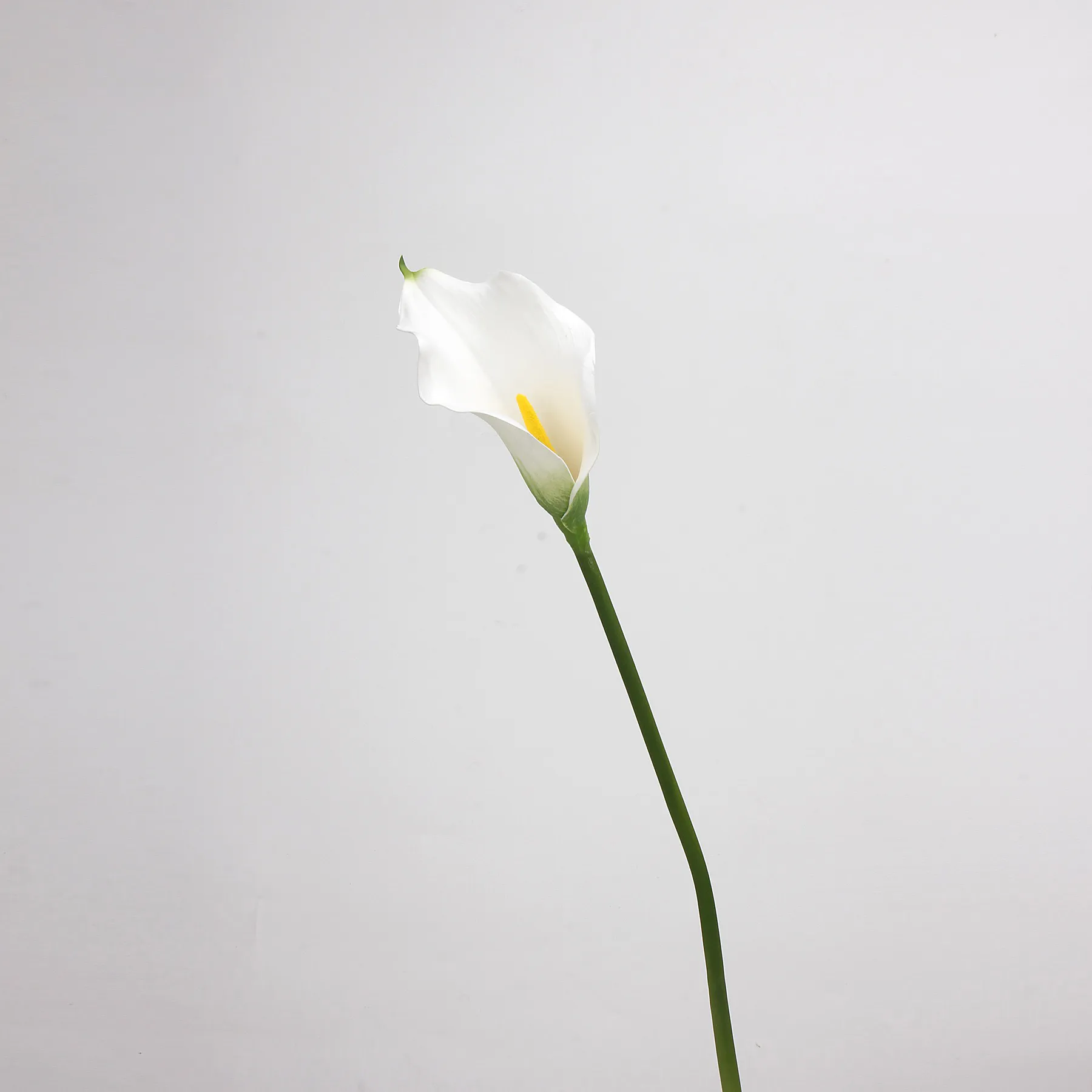 カラリリー