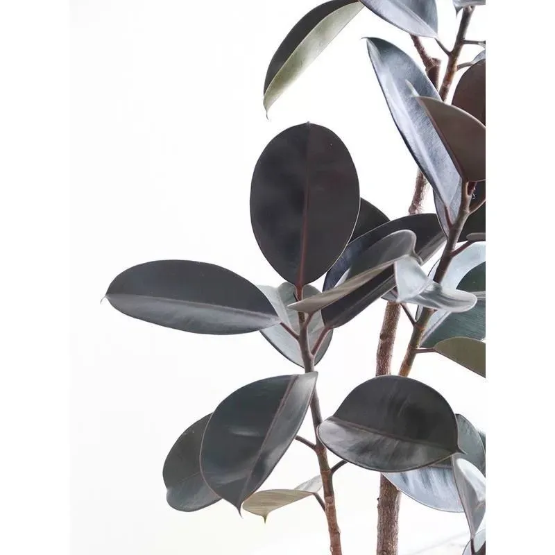 人工ゴムポット植物