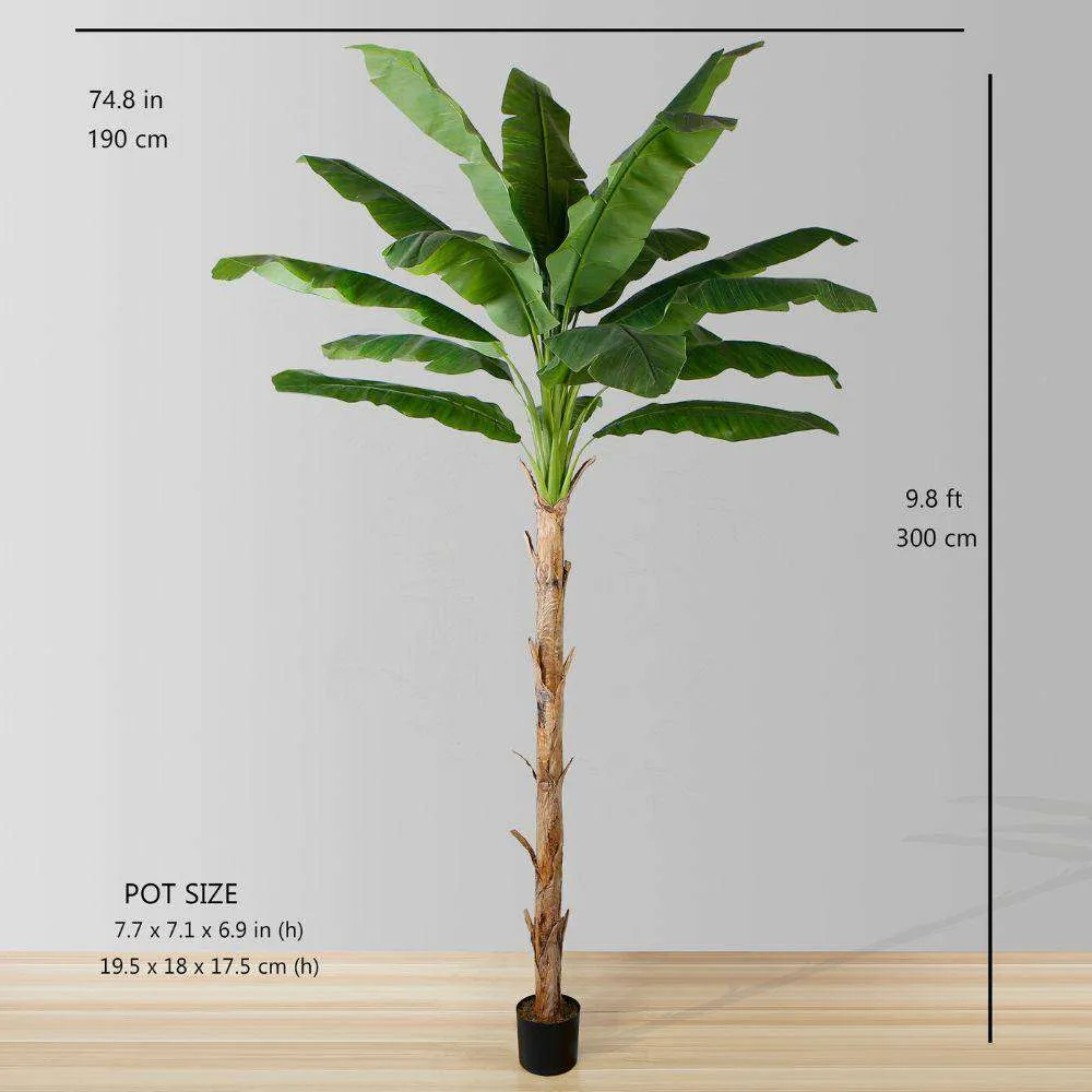 琥珀色のバナナの木の鉢植え植物