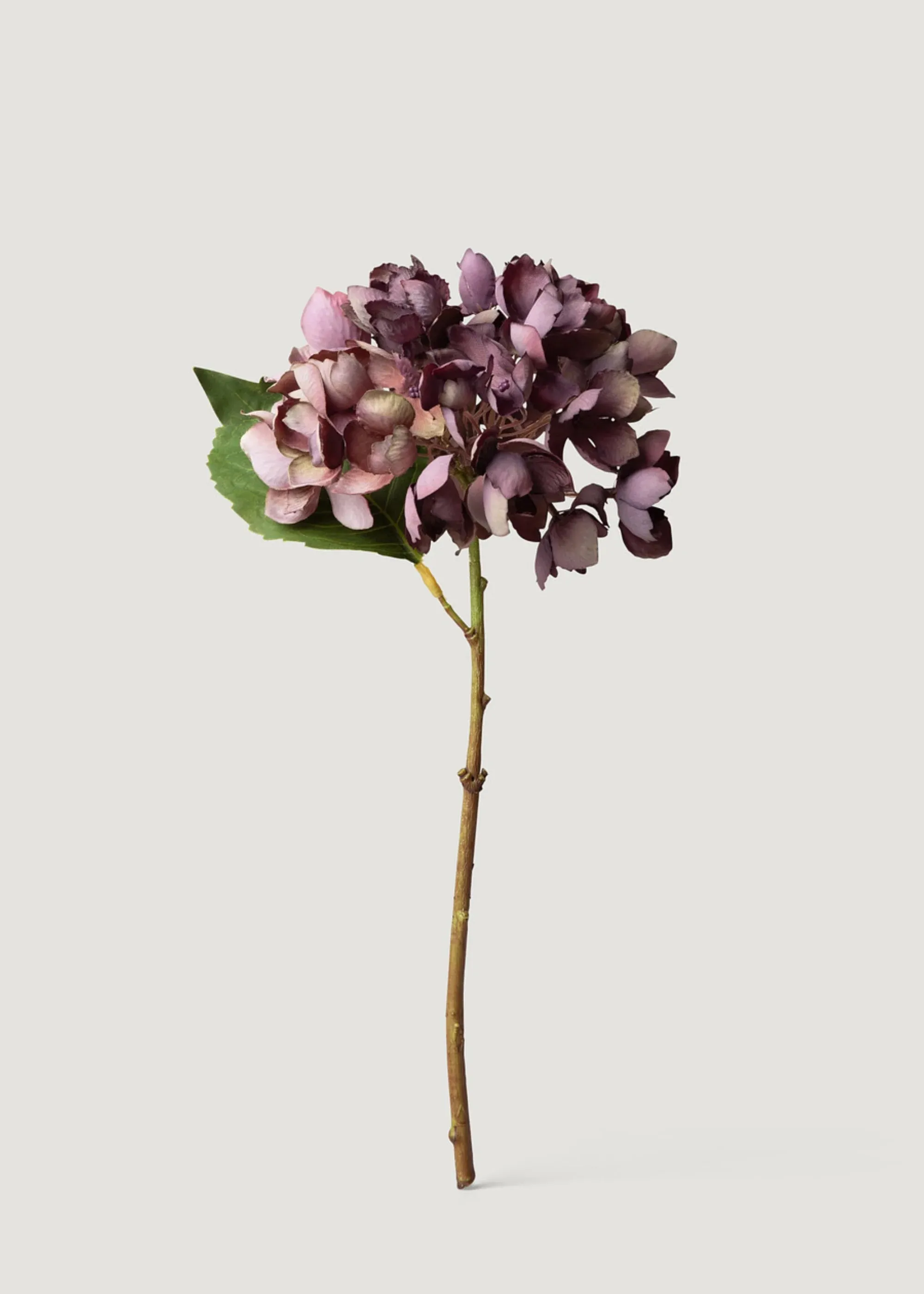 乾燥した外観偽のアジサイの花