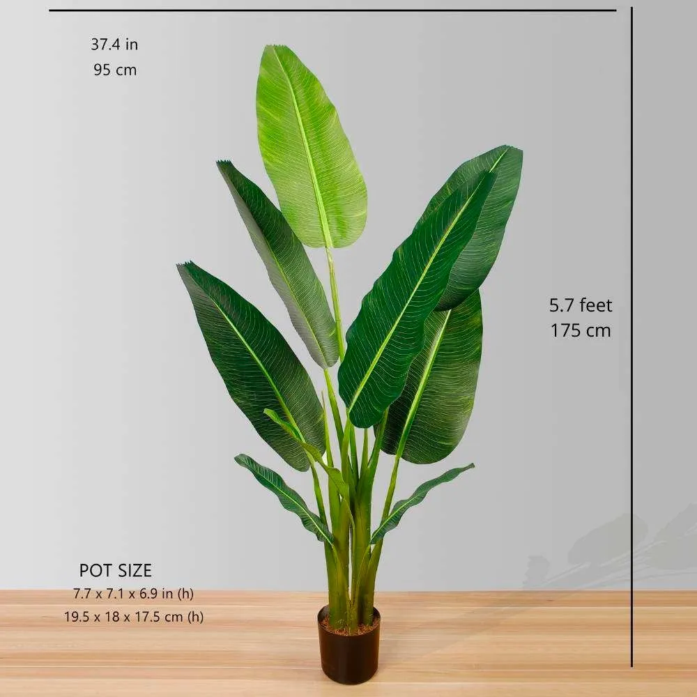 人工旅行者ヤシの木の鉢植え植物