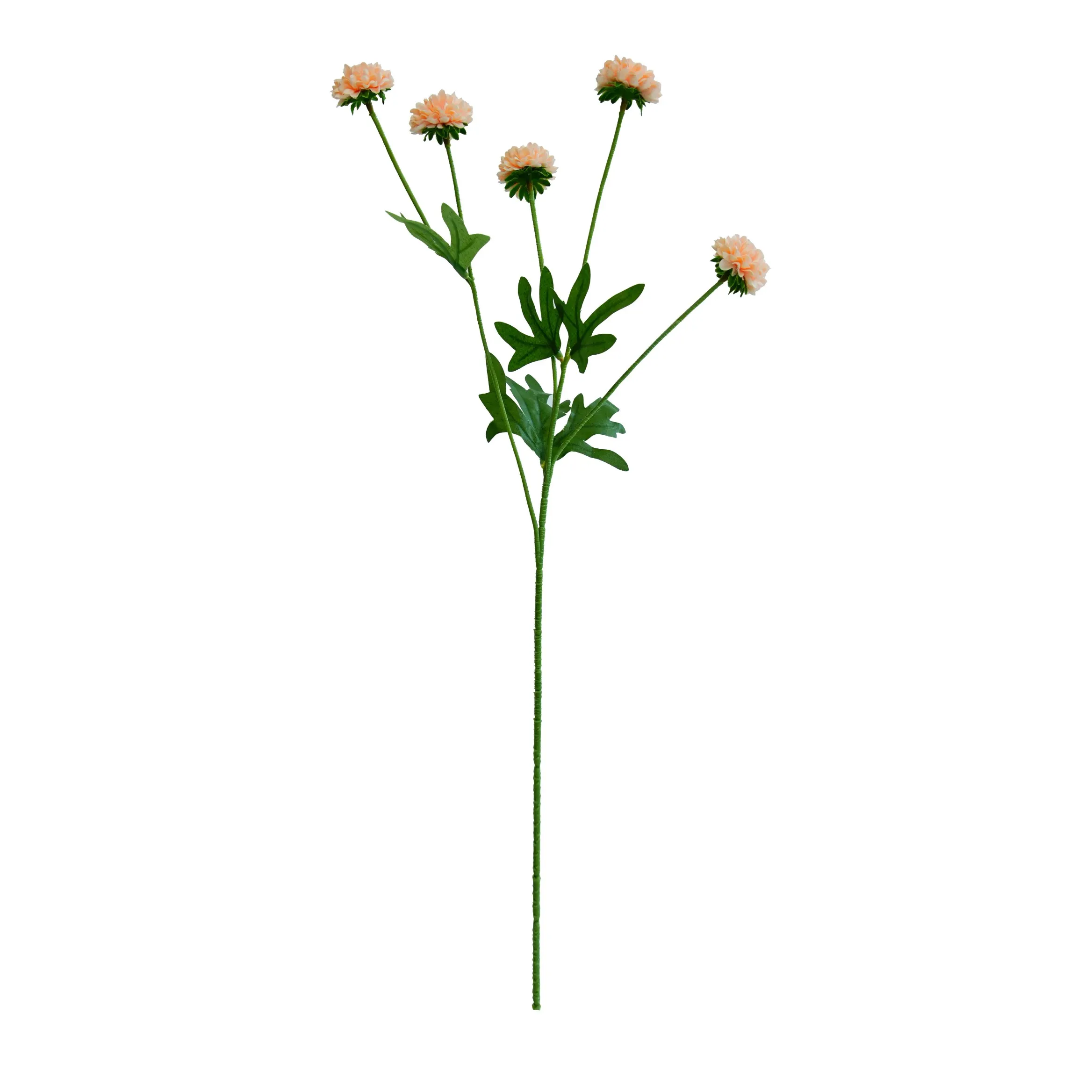 単一の菊